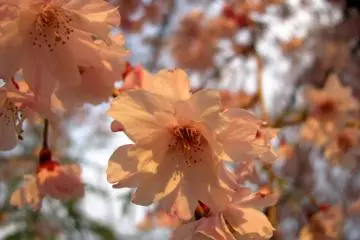 Sakura ketika matahari terbenam di Istana Osaka