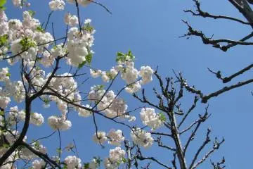 Sakura mekar ketika pohon lain masih gundul