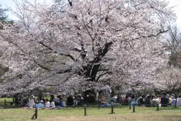 Piknik hanami di mana-mana di Jepang