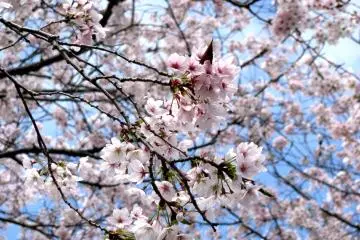 Sakura di Hiroshima