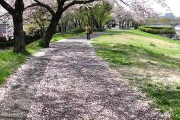 Akhir yang cantik dari musim hanami