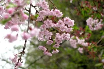 Sakura merah muda
