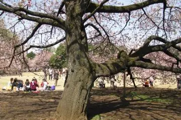 Majestic sakura's trunk