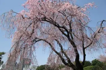 Weeping sakura