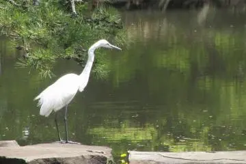 In Shinjuku Gyoen you can easily meet a heron