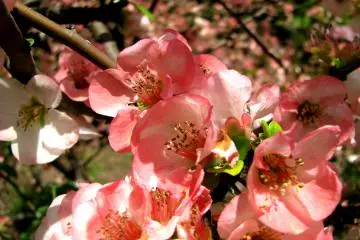 Beautiful flowers