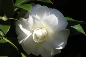 Camellia