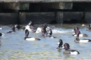 Ducks that migrated from Russia