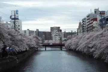 Cherry blossom season along the river
