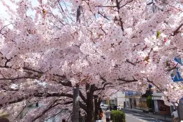 Cherry blossoms