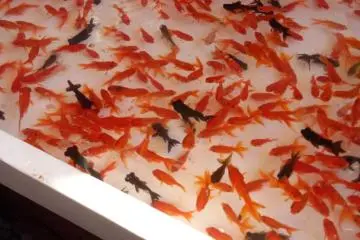 Goldfish Scooping