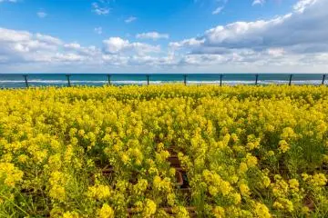 Beautiful canola flowers by the Pacific coast