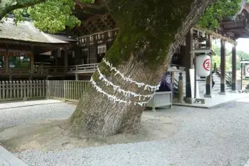 <p>ต้นไม้ศักดิ์สิทธิ์</p>