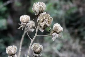 Withered flowers remain from the summer