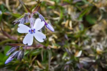 Wildflowers here in all seasons