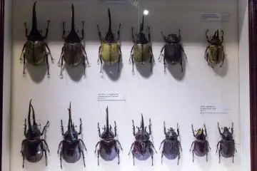 Visit the extensive collection of beetles and other insects