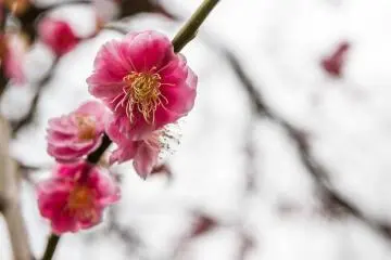 Ume, or plum blossoms, bloom in February and March