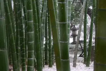 <p>View of stone lantern through the bamboo</p>