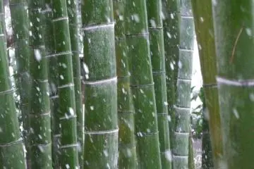 <p>The bamboo grove was lovely in the snow</p>