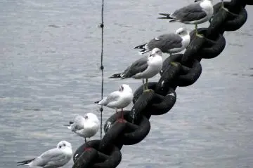 Resting seagulls