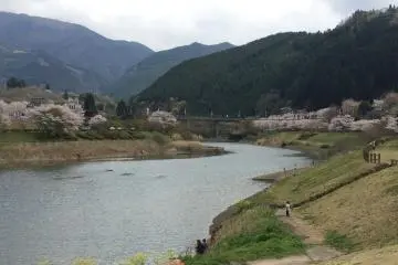 벚꽃과 녹색 산의 창백한 대조