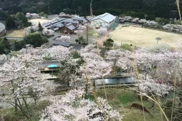 미즈카미 중학교에서 활짝 핀 벚꽃