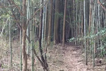 Marche dans une forêt de bambous