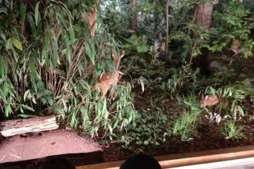 First diorama, forest creatures (Photo: S.C. Kurokawa)