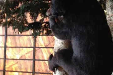 Taxidermic bear climbs a tree, with awesome marble wall in the background. (Photo: S.C. Kurokawa)