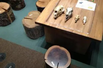 Touchable skulls. Hands-on is the best kind of museum, don't you think? (Photo: S.C. Kurokawa)