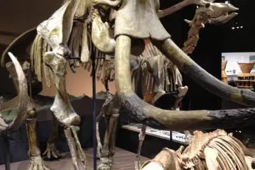 Mammoth skeleton (Photo: S.C. Kurokawa)