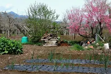 Peach blossom and onions