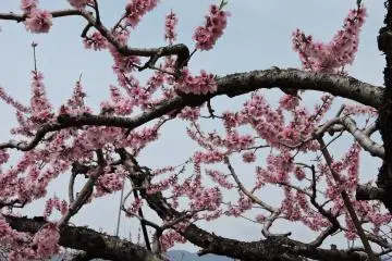 This is also peach blossom