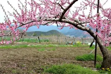 A graceful arched branch on a peach tree