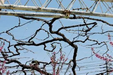 The grapevines are still completely bare