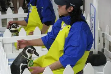 Fun Time with Penguins