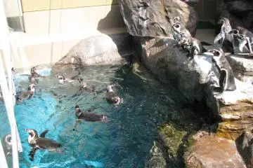 Penguin area