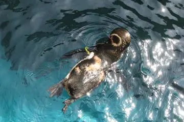 Good swimmer!