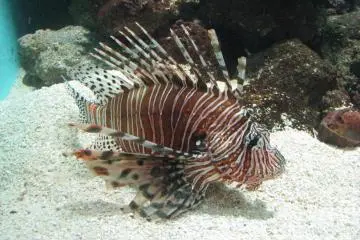 Beautiful fish!