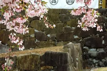 코후 성의 벚꽃