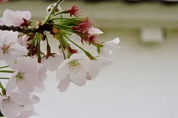 벚꽃의 클로즈업 사진