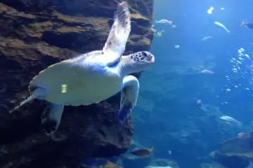 Sea turtle at Kyoto Aquarium (Photo: S.C. Kurokawa)
