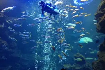 Diver enters huge tank to feed the fish (Photo: S. C. Kurokawa)