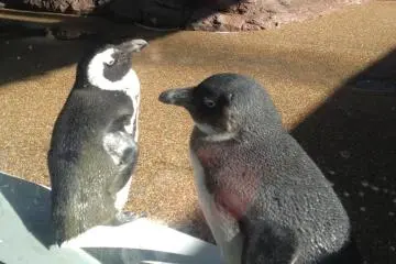 Penguins (Photo: S. C. Kurokawa)