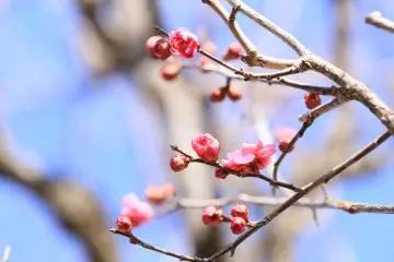 Plum blossom (Photo: Association of Ome-city sightseeing)