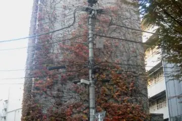 Patterns of wires and plants
