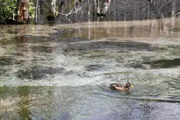 <p>A few ducks decided to pop out and say hello</p>