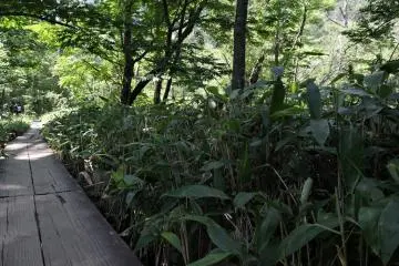 <p>The terrain is not too difficult, even quite smooth along some parts</p>