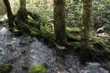 <p>Clear mountain river water rushes along the path, mossy trees and rocks abound!</p>