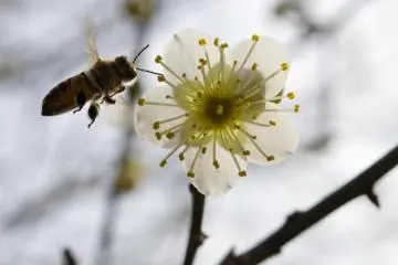 Bunga Sakura Shukkein